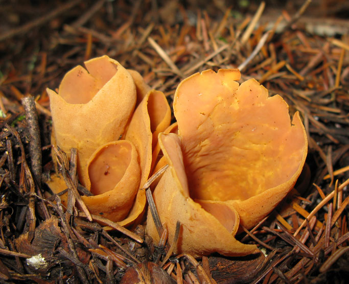 Otidea onotica